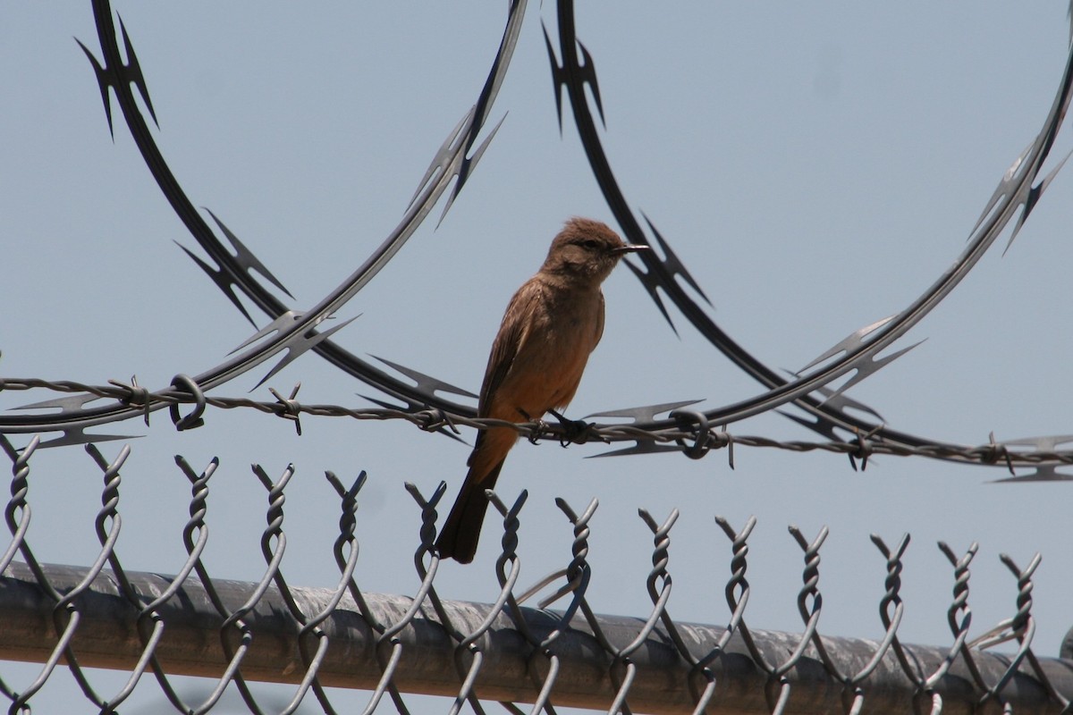 Say's Phoebe - ML352564281