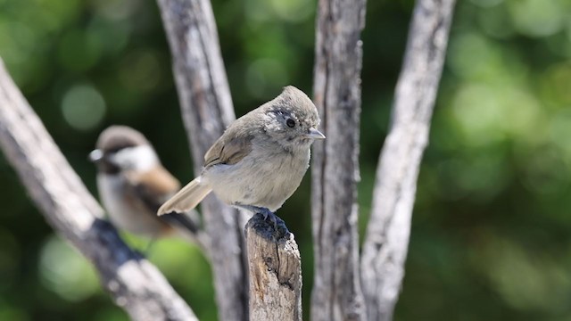 Oak Titmouse - ML352564801