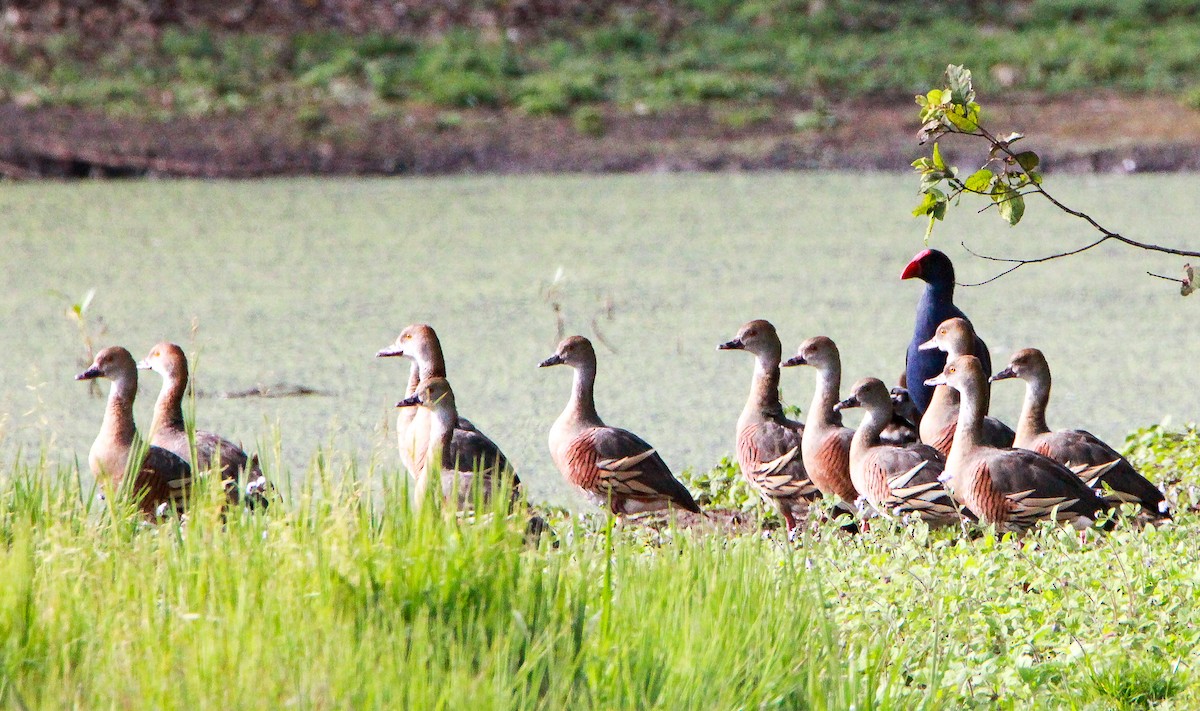 Plumed Whistling-Duck - ML352565671