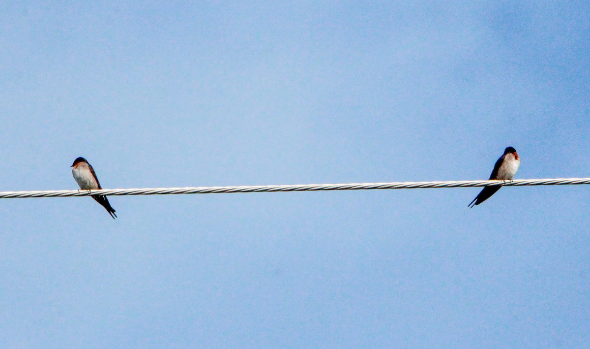 Welcome Swallow - ML352565991
