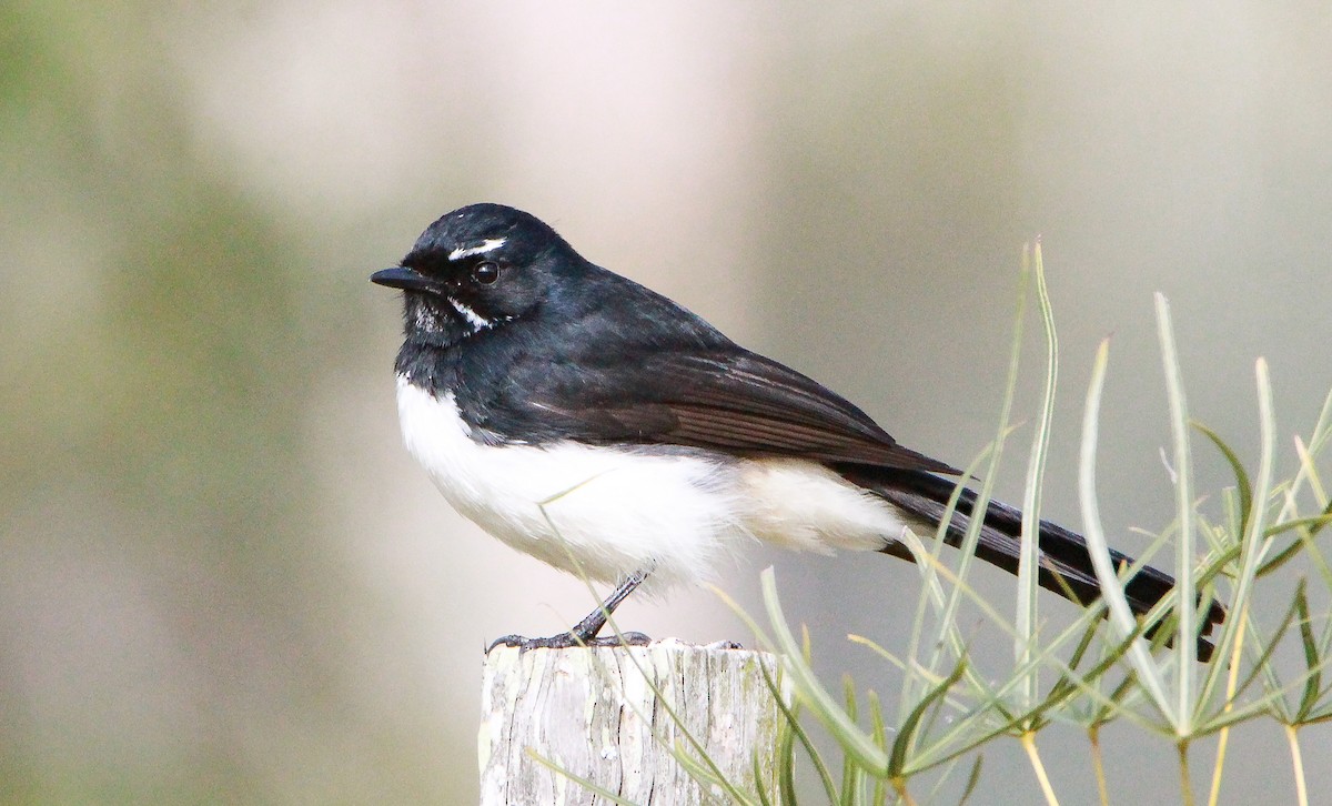 Willie-wagtail - ML352566221