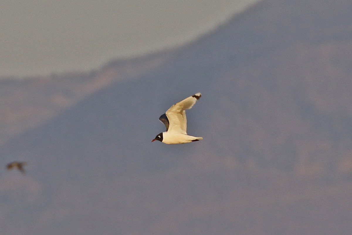 Franklin's Gull - ML352566291