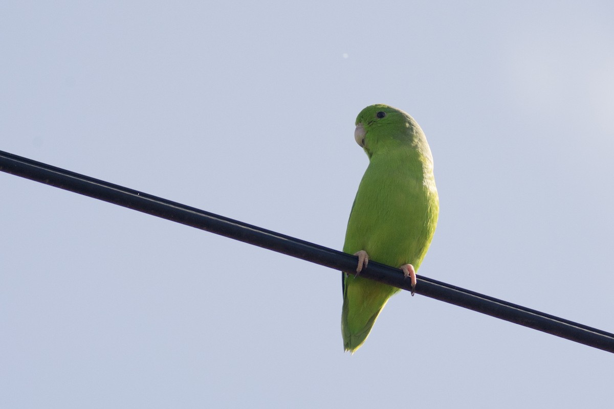 Yeşil Sokumlu Serçe Papağanı - ML35256661