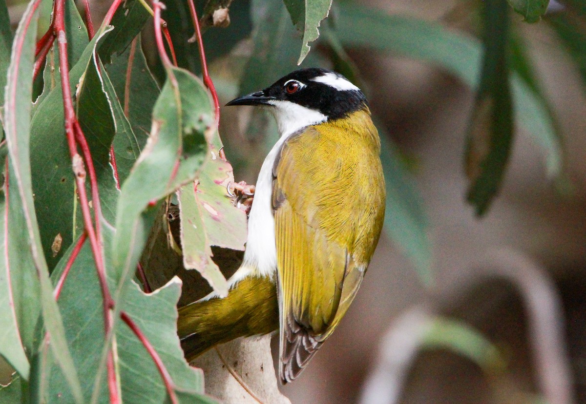 White-throated Honeyeater - ML352566651