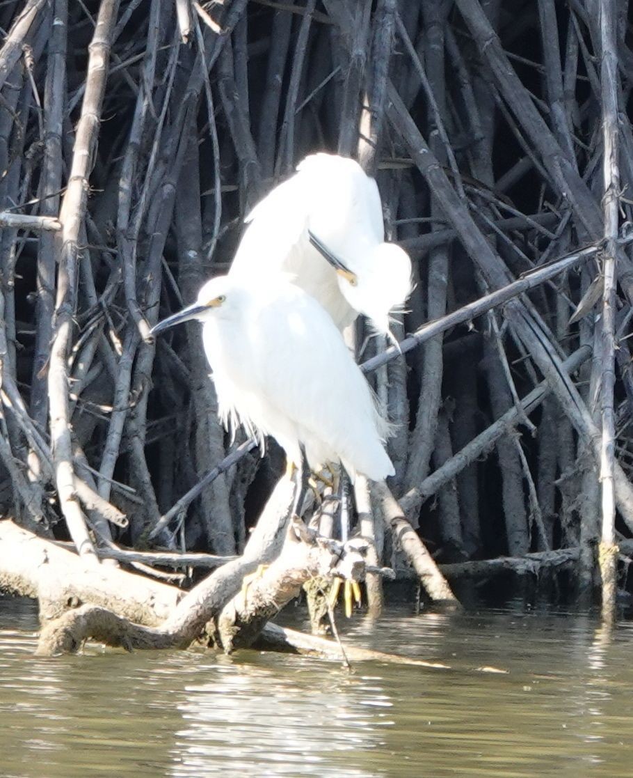 Snowy Egret - ML352567351