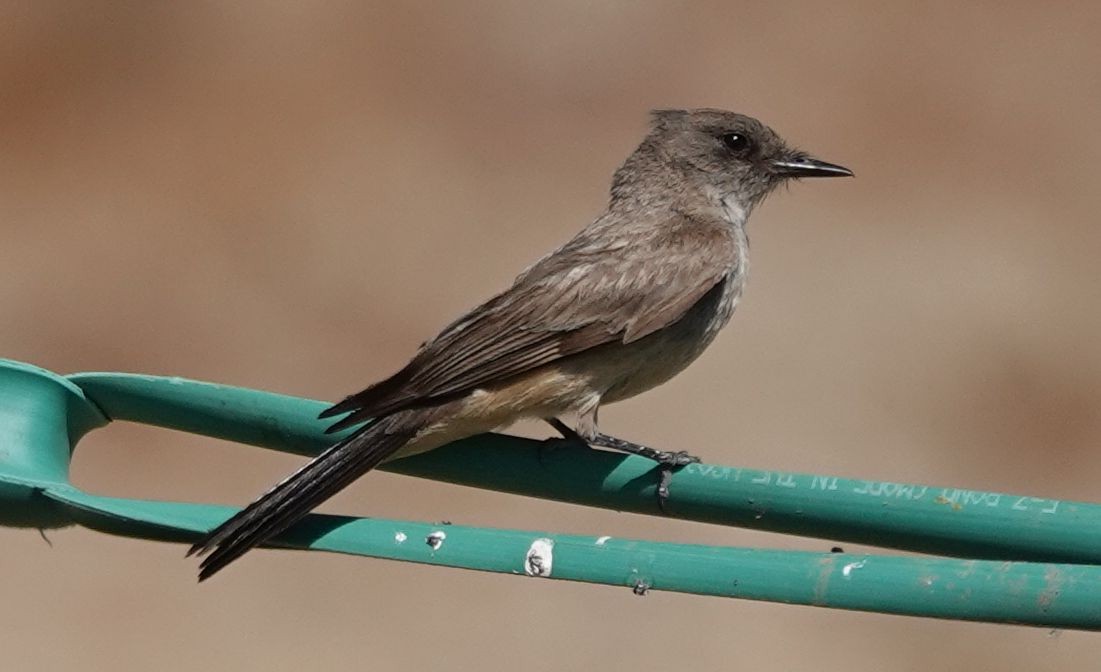 Say's Phoebe - Brad Rumble