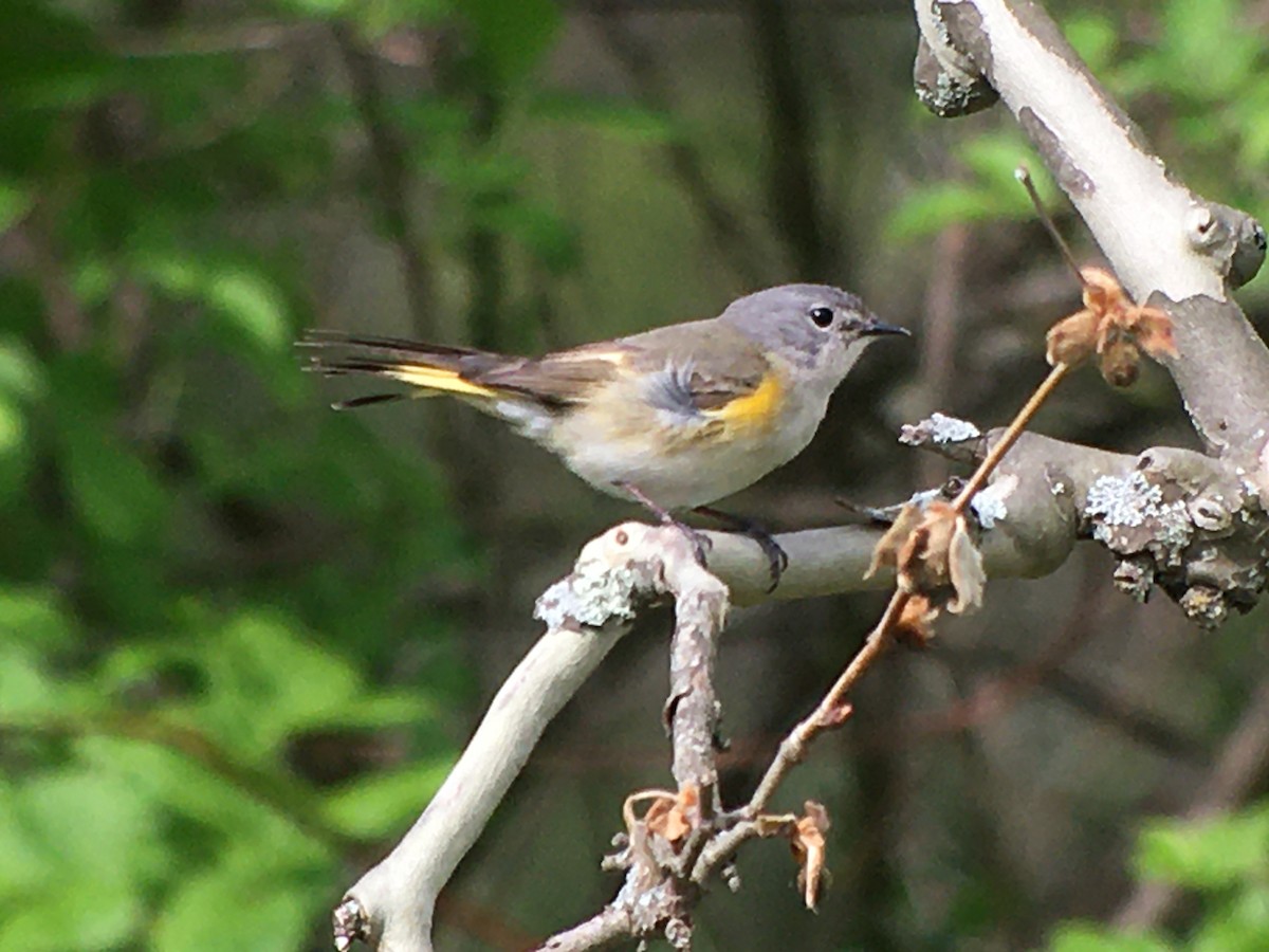 American Redstart - ML352569341