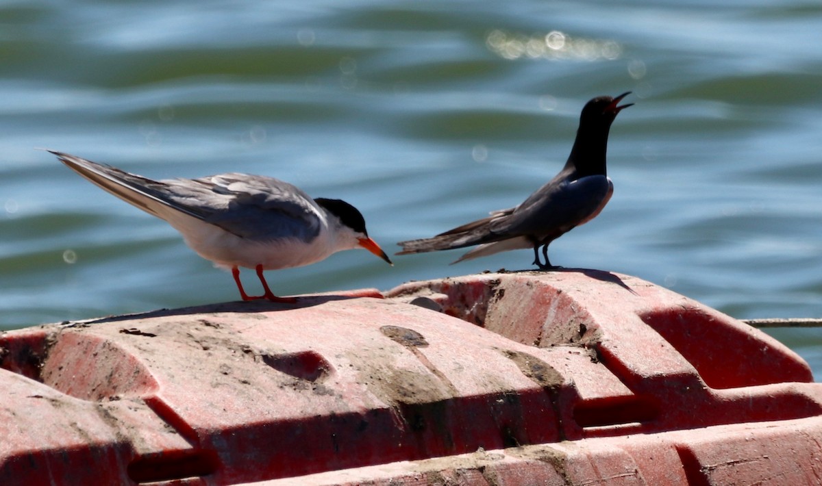 Black Tern - ML352569761