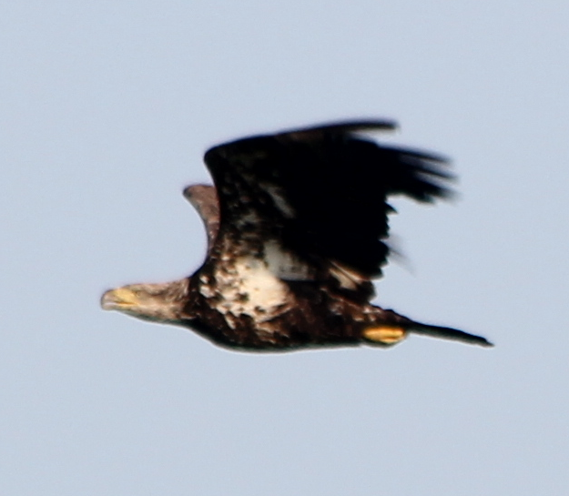 Bald Eagle - ML352570321