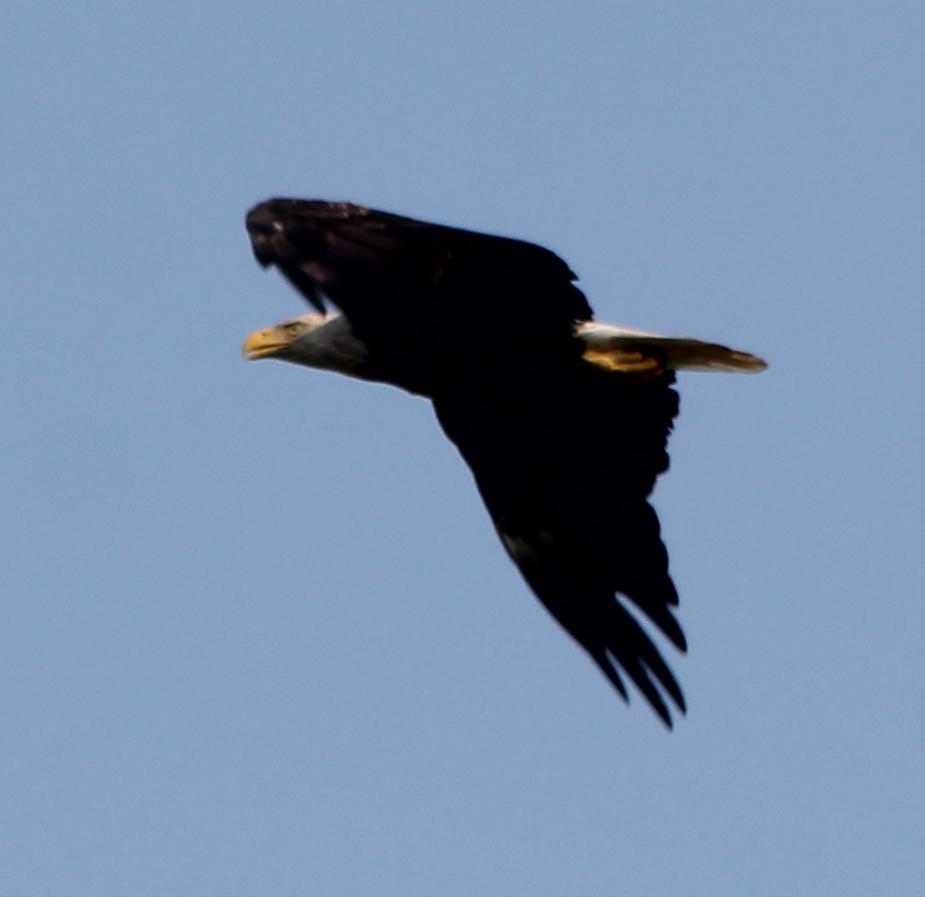 Bald Eagle - Michael Murray