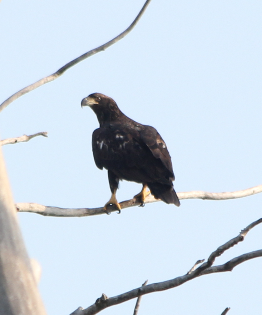 Bald Eagle - Michael Murray