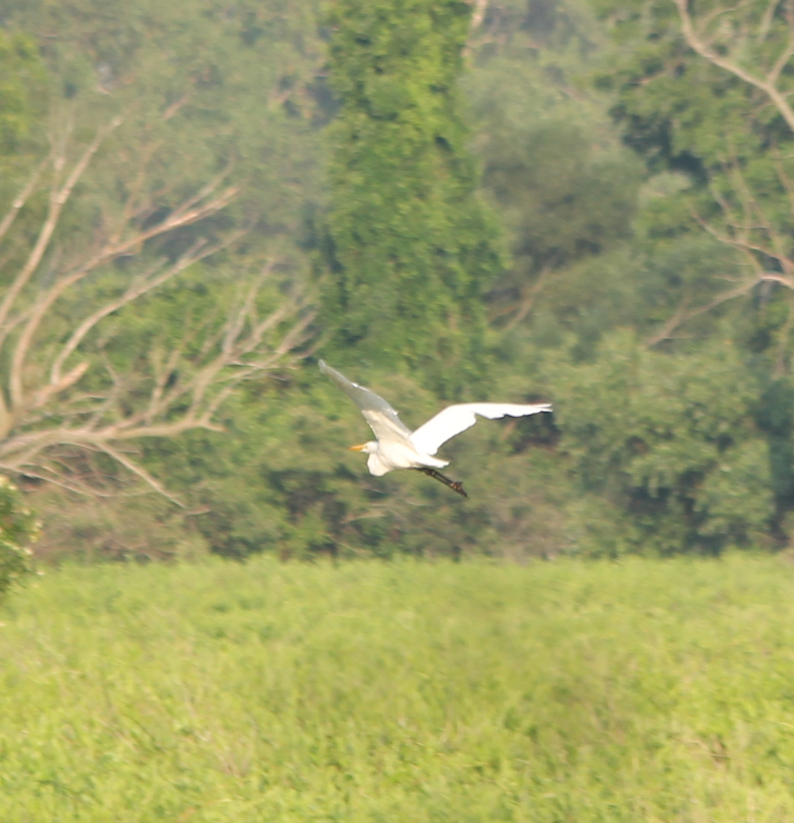 Great Egret - Michael Murray