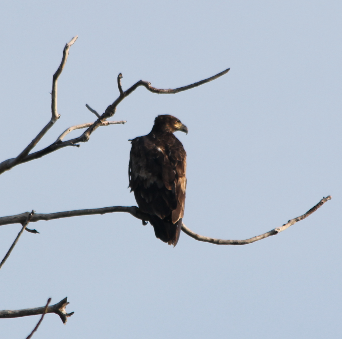 Bald Eagle - ML352570421