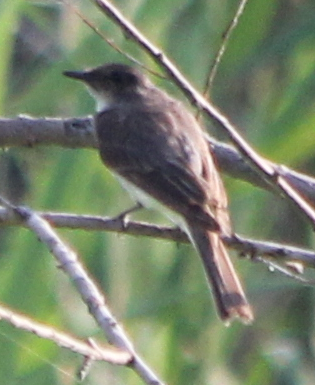 Eastern Phoebe - Michael Murray