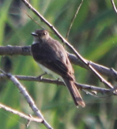 Eastern Phoebe - Michael Murray