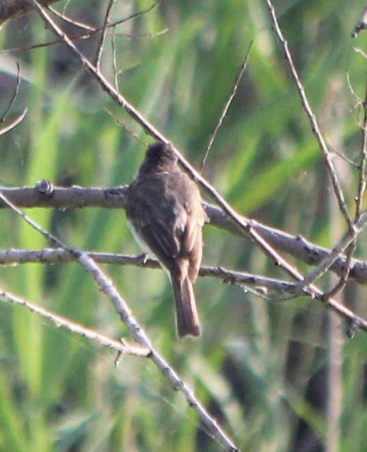 Eastern Phoebe - ML352570471