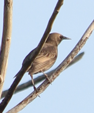 European Starling - ML352570511