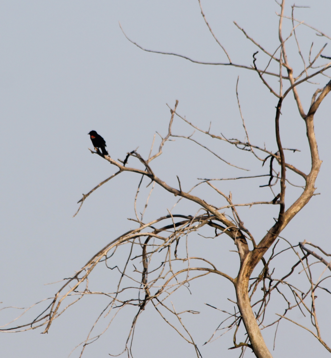 Red-winged Blackbird - ML352570591