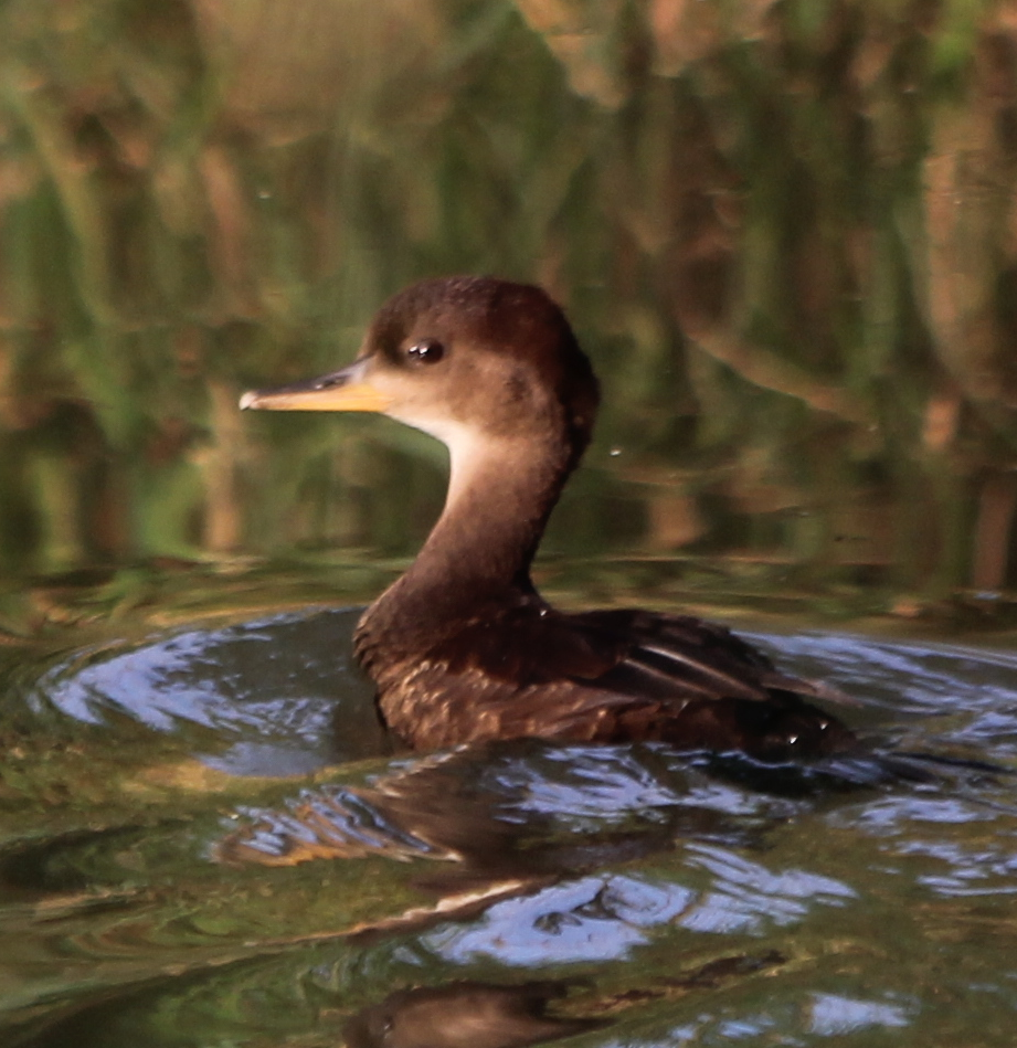 Hooded Merganser - Michael Murray