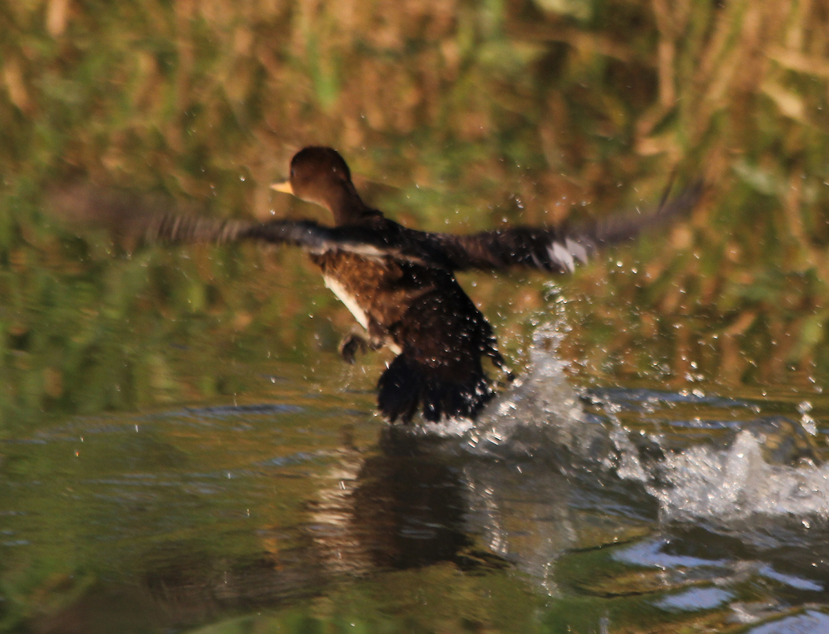 Hooded Merganser - ML352570891