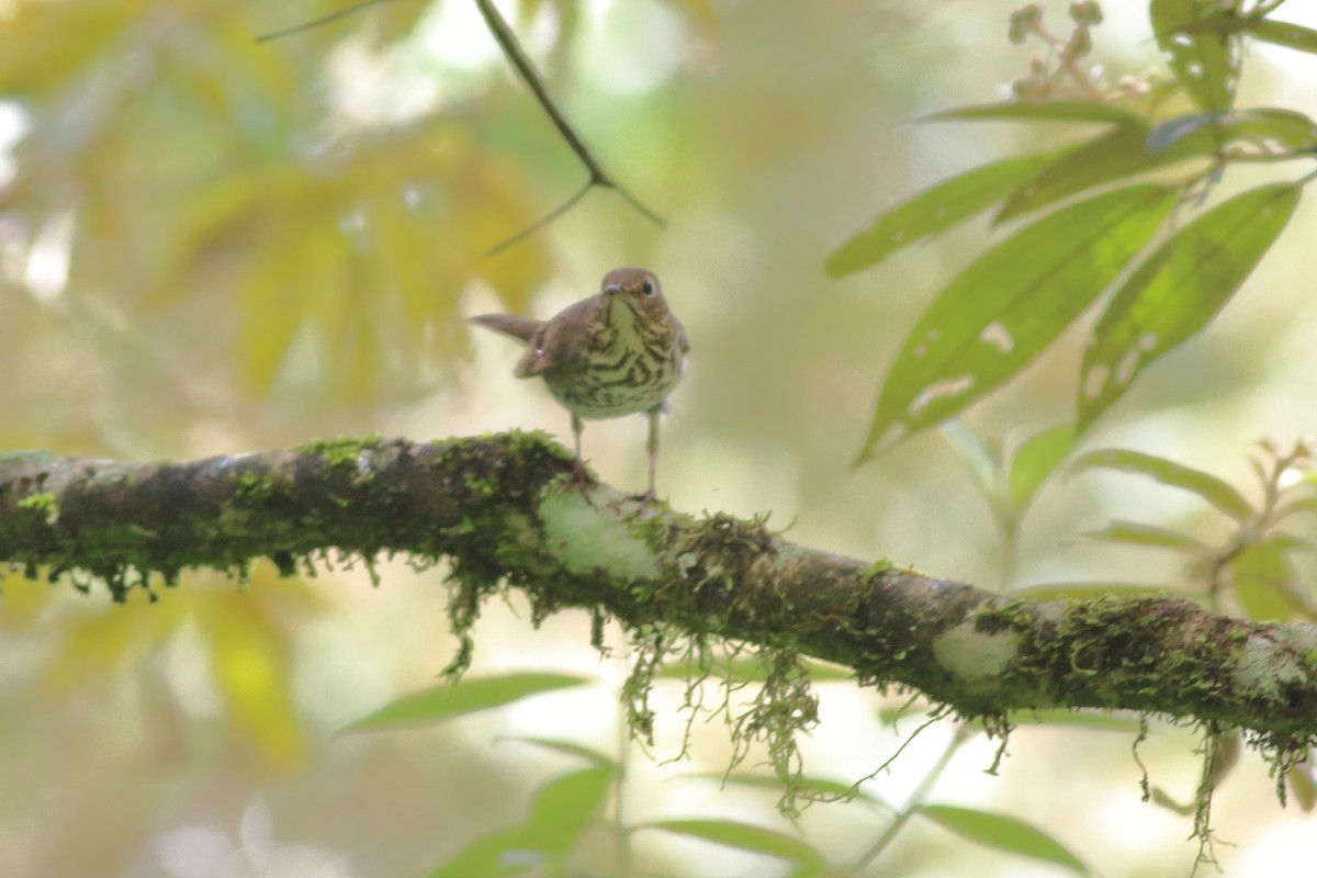 Swainson's Thrush - ML352570971