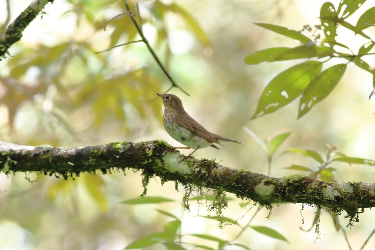 Swainson's Thrush - ML352570991