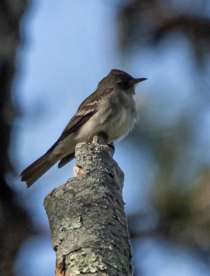 Eastern Wood-Pewee - ML352571371