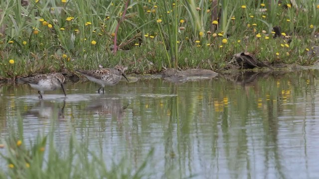 Western Sandpiper - ML352572131