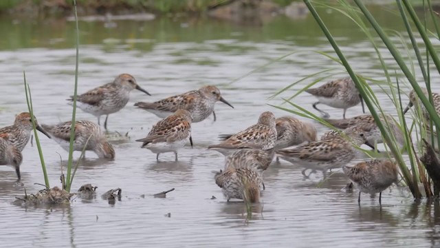 Western Sandpiper - ML352572191