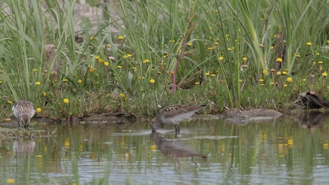 Western Sandpiper - ML352572221