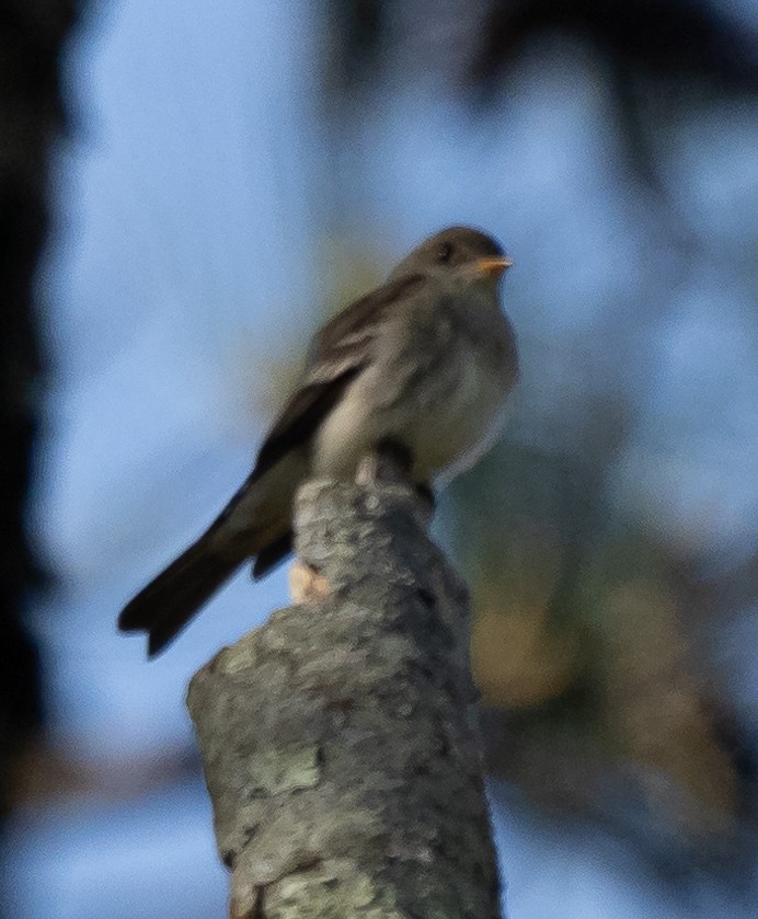 Eastern Wood-Pewee - ML352572511