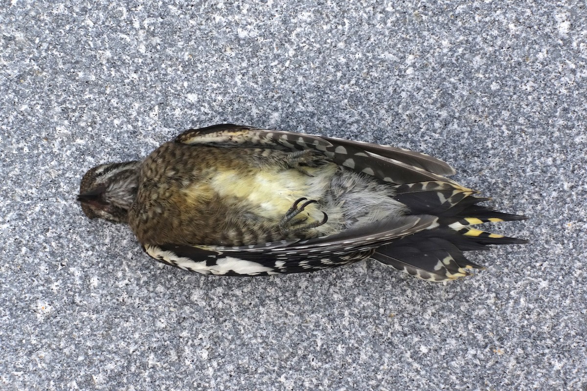 Yellow-bellied Sapsucker - R J O