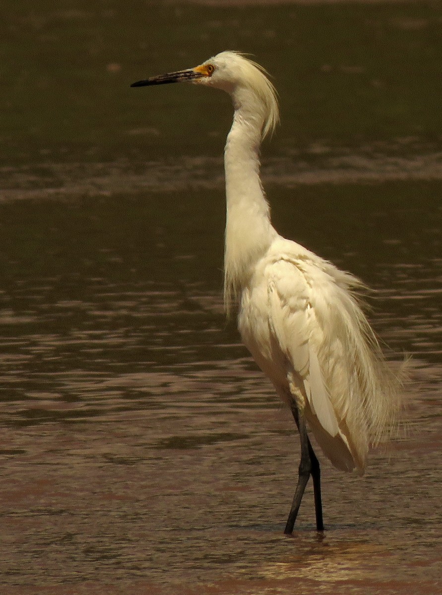 Snowy Egret - Diane Drobka