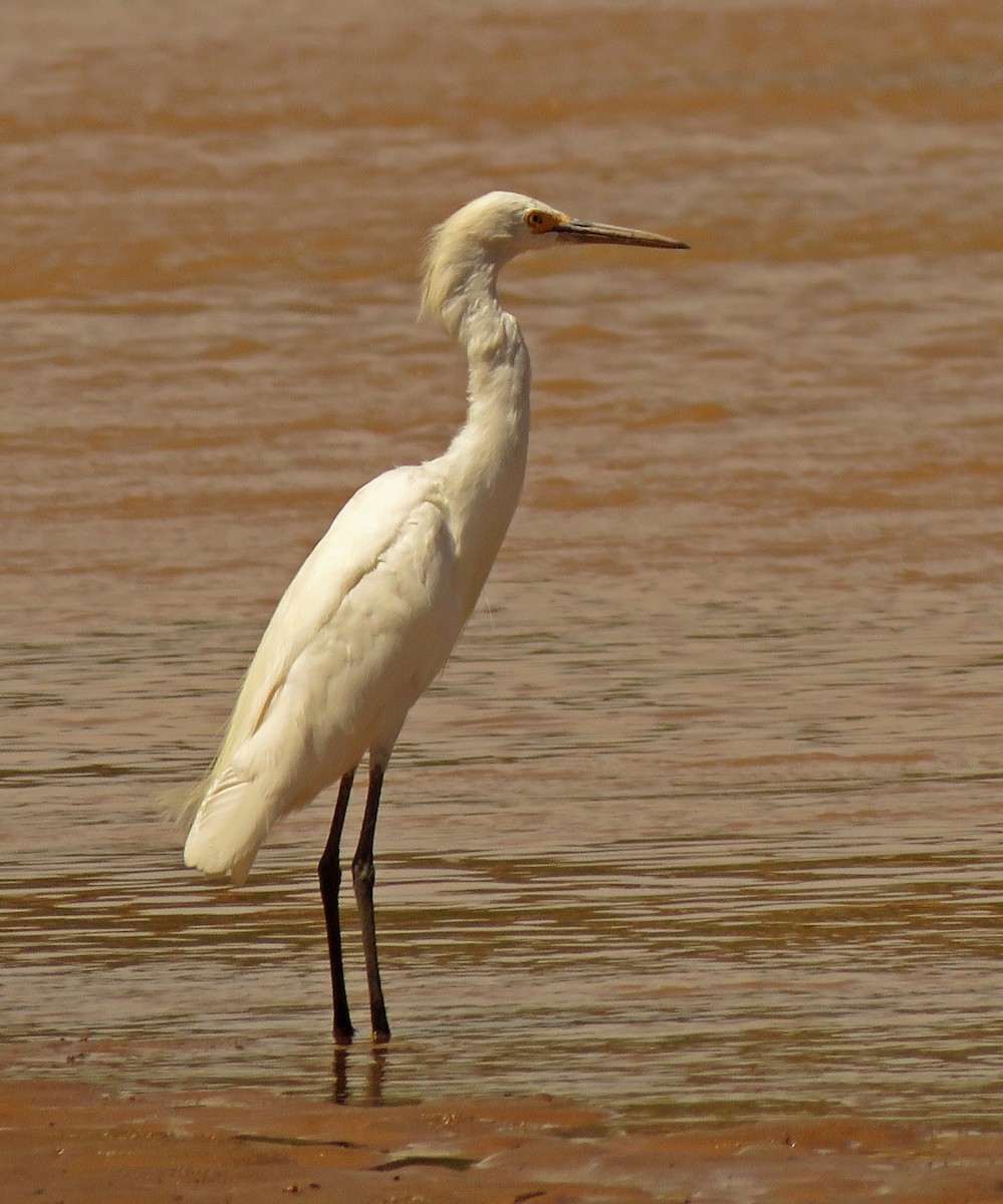 Snowy Egret - Diane Drobka