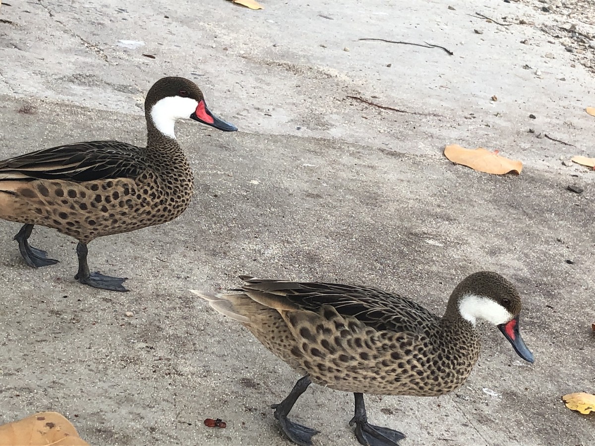 ホオジロオナガガモ - ML352575681