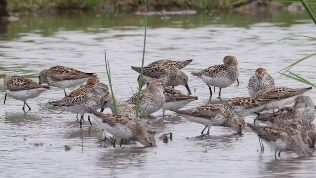 Western Sandpiper - ML352576201