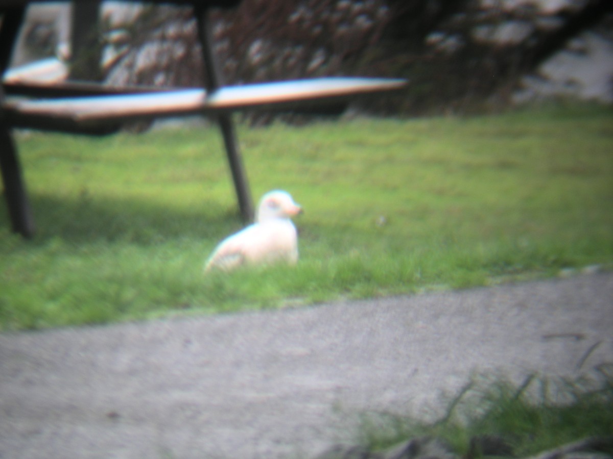 北極鷗 - ML35257761