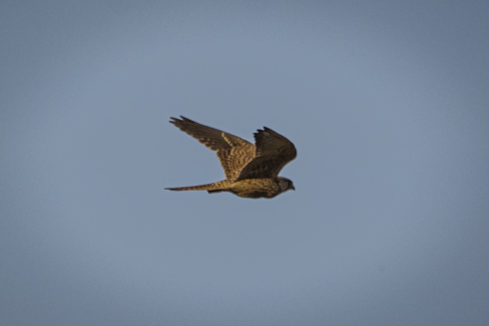 Greater Kestrel - ML352577641