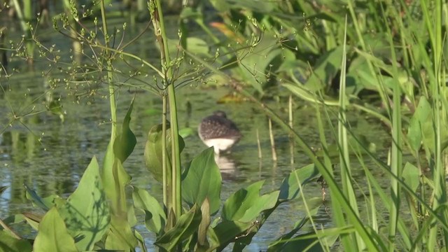 Wood Sandpiper - ML352580051