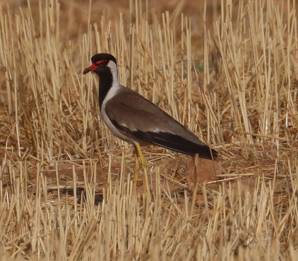 Red-wattled Lapwing - ML352580461