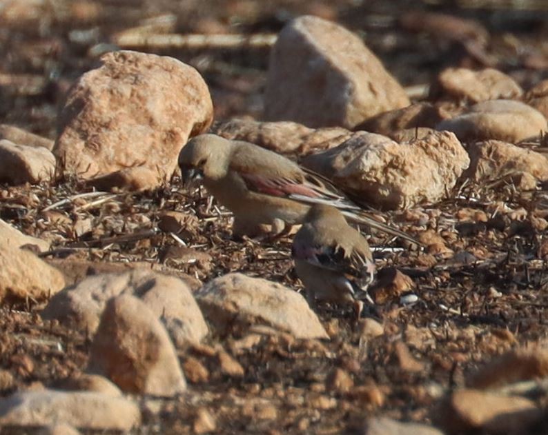 Desert Finch - ML352580561