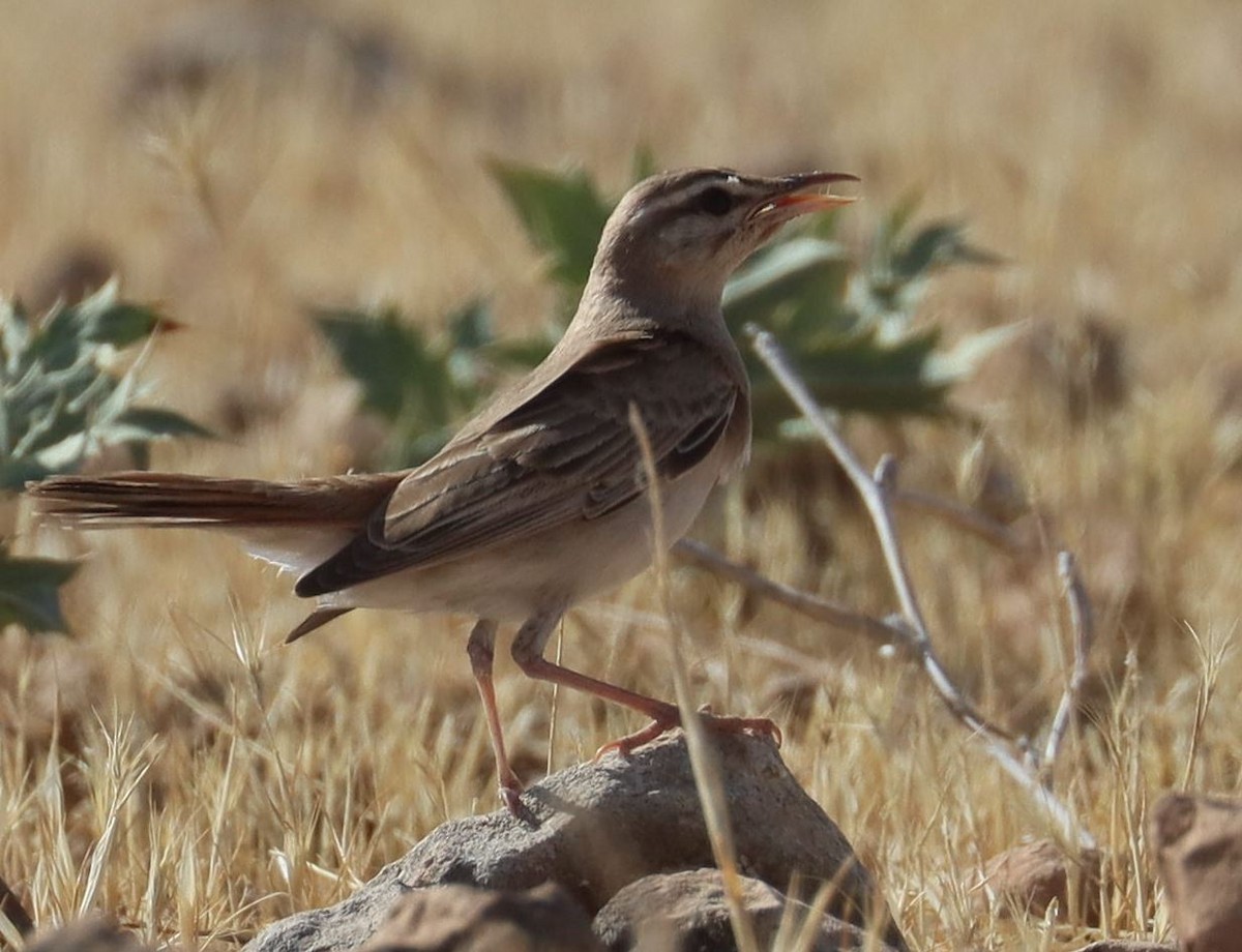 Rufous-tailed Scrub-Robin - ML352581091