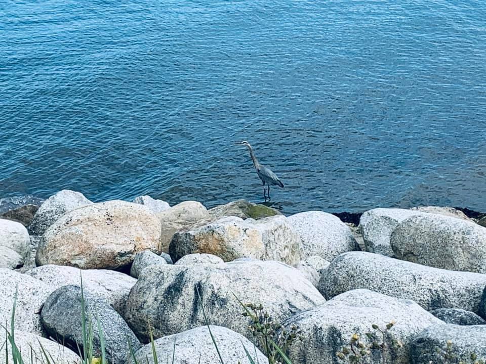 Great Blue Heron - ML352581131