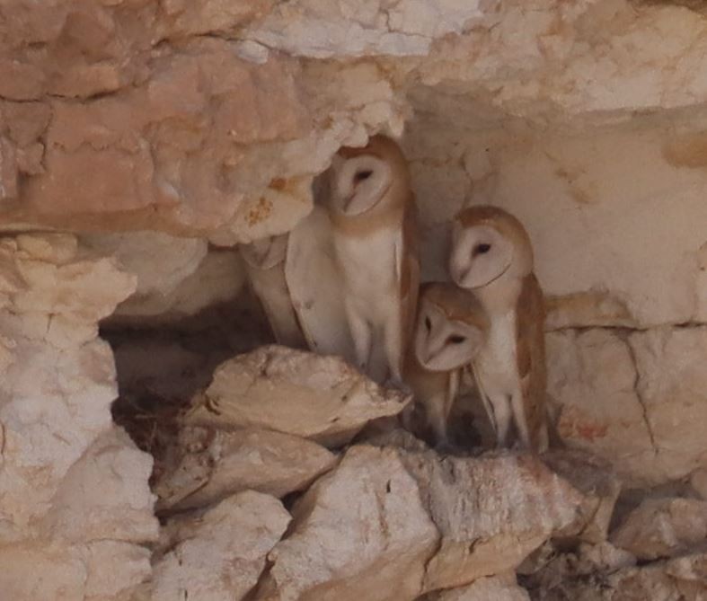 Western Barn Owl - ML352581141