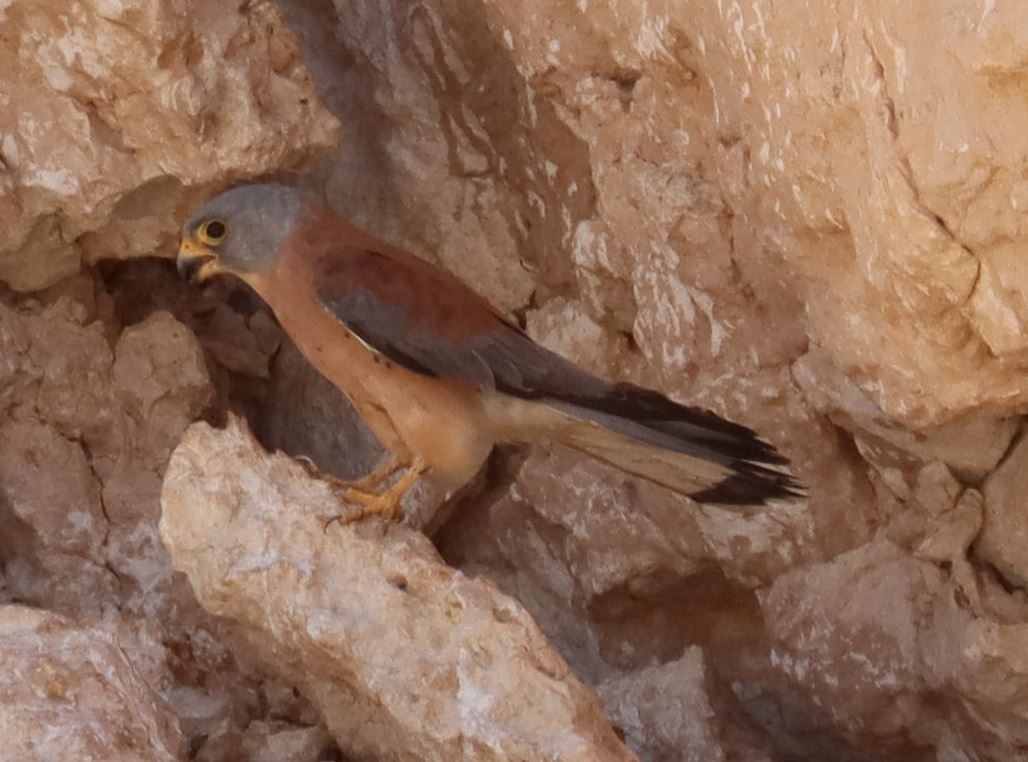 Lesser Kestrel - ML352581371