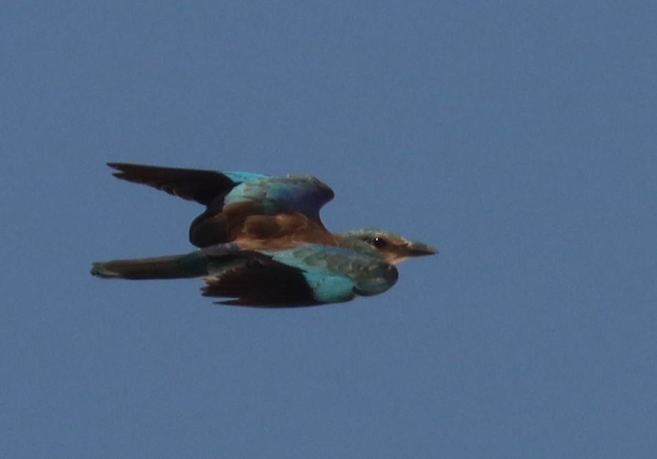 European Roller - ML352581391