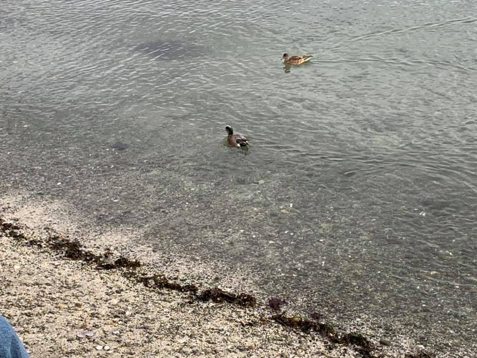 American Wigeon - ML352581551