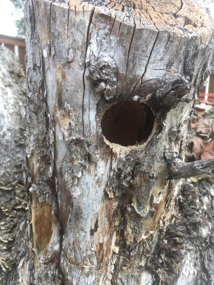 Hairy Woodpecker - ML352581711