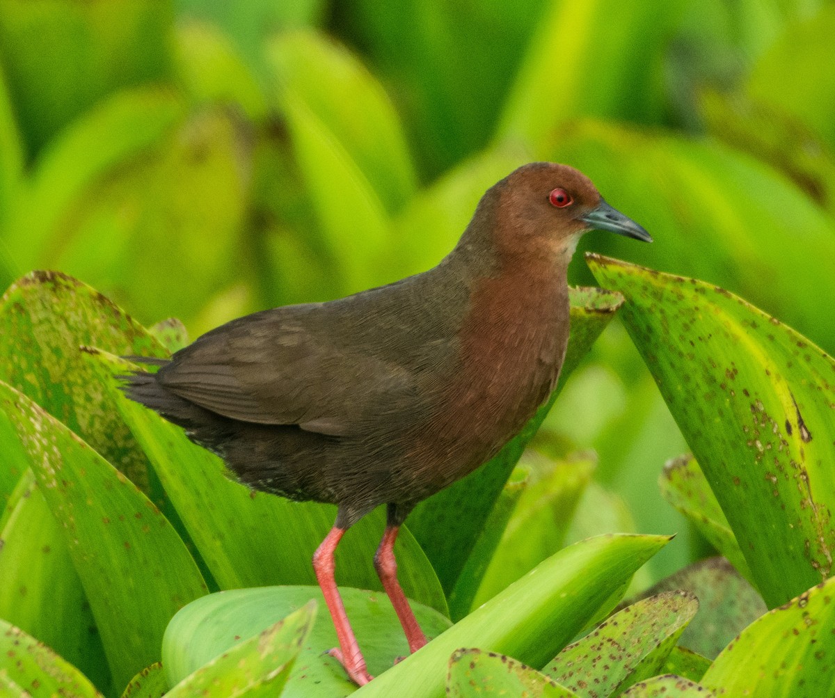 Ruddy-breasted Crake - SWARUP SAHA