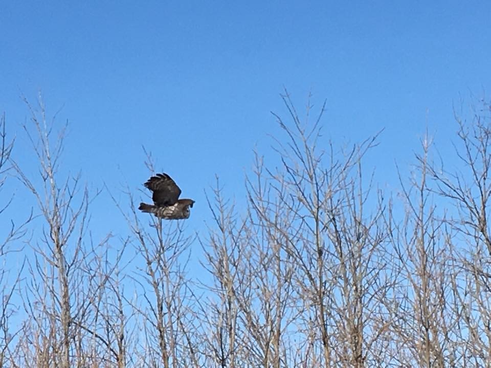 Great Gray Owl - ML352581911